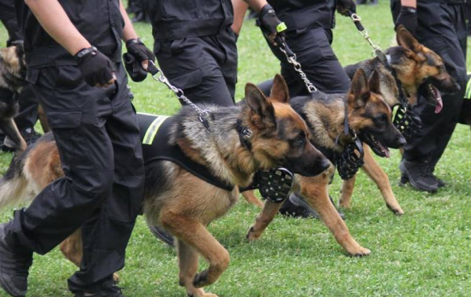 珠海保安高端隨身警犬護(hù)衛(wèi)