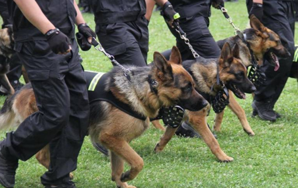 高端隨身警犬護衛(wèi)